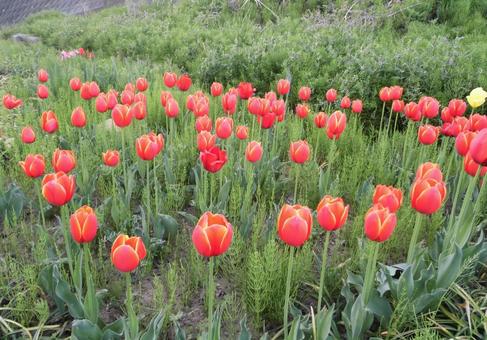 A cluster of red tulips, JPG A cluster of red tulips, JPG