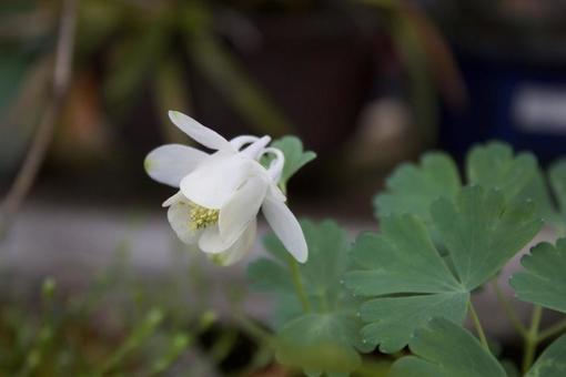 白花苧環:シロバナオダマキ 白花苧環:シロバナオダマキの写真