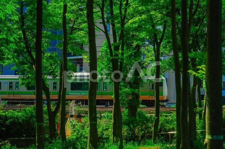 緑豊かな公園と横浜線 横浜線,電車,新横浜の写真素材