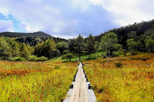 湿原 湿原,遊歩道,歩道の写真素材