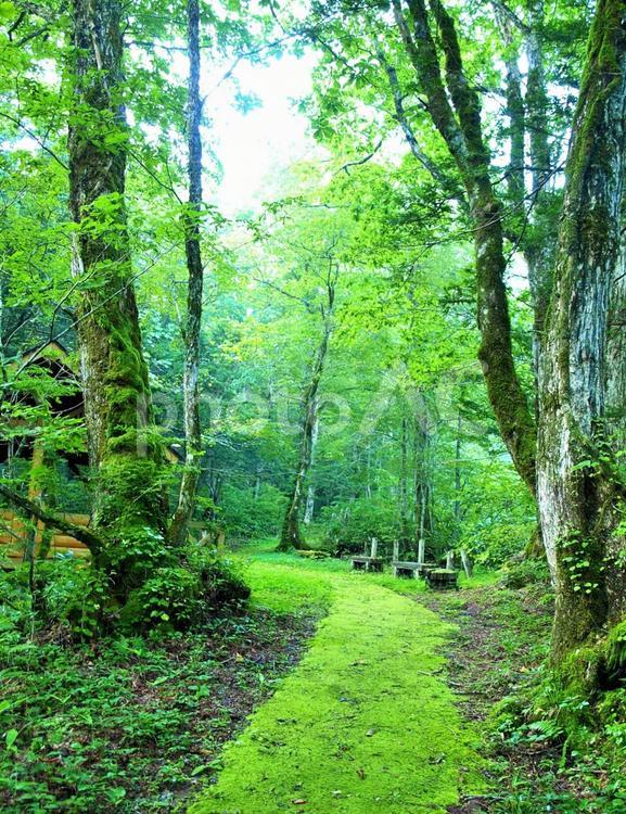 森の散歩道、爽やかな風景、平湯温泉 森,森林,林の写真素材