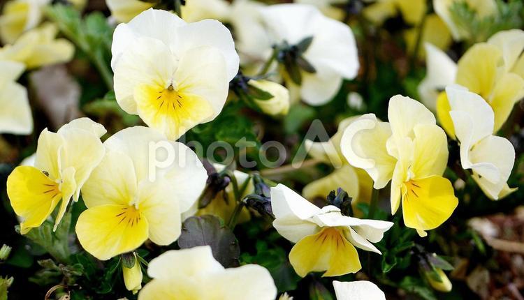 4月の花【17】 4月,おれんじ,アートの写真素材