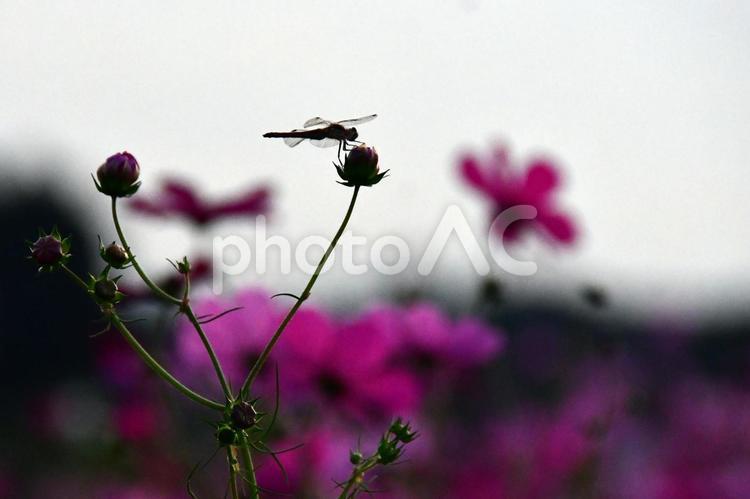 秋のひととき 秋桜,コスモス,青空の写真素材