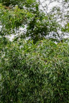 雨の日の竹林⑵ 雨の日の竹林⑵ 竹,竹林,水滴の写真素材