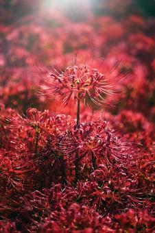 彼岸花 彼岸花 彼岸花,花,秋の写真素材