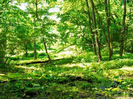 森の中、苔むす、木立、木漏れ日、湿地 森の中、苔むす、木立、木漏れ日、湿地 森林,苔,緑の写真素材