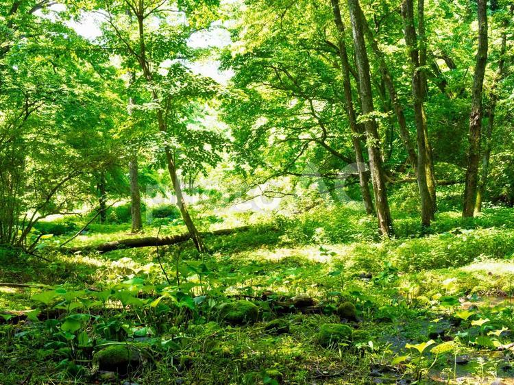 森の中、苔むす、木立、木漏れ日、湿地 森林,苔,緑の写真素材