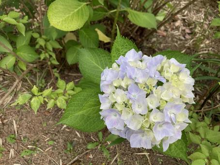 Hydrangea (blue) 3, JPG Hydrangea (blue) 3, JPG