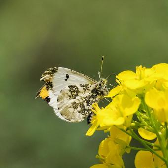 ツマキチョウの写真
