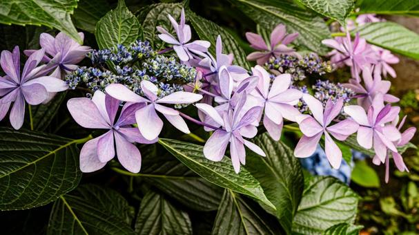 紫陽花の紫色の花 マクロ撮影 紫陽花の紫色の花 マクロ撮影の写真