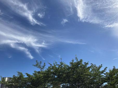 夏の青空 夏の青空 空,木,葉の写真素材