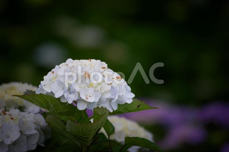 ＜五島の風景＞梅雨の風景と紫陽花の花 あじさい,紫陽花の壁紙,アジサイの写真素材
