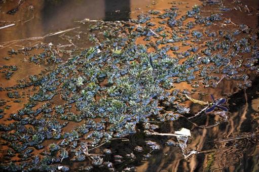 水面に浮かぶ草とトンボ 水面に浮かぶ草とトンボの写真