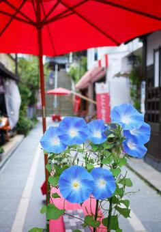 Morning glories on the approach to the shrine, JPG Morning glories on the approach to the shrine, JPG