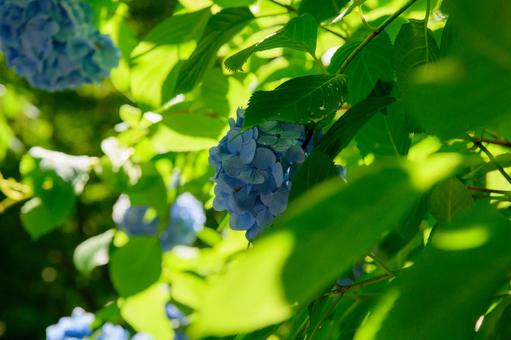 紫陽花 梅雨の季節 紫陽花 梅雨の季節の写真