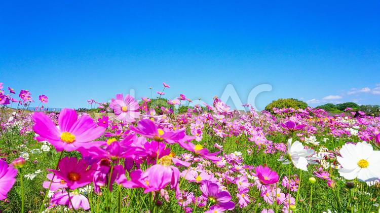 晴れた秋空に咲くコスモス コスモス,秋桜,コスモス園の写真素材