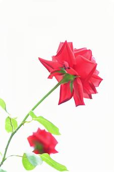 空へ伸びる情熱 空へ伸びる情熱 ばら,薔薇,バラの写真素材