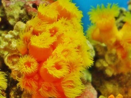 海の花 海の花の写真