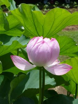 ハス池の咲きかけハスの花 ハス池の咲きかけハスの花の写真