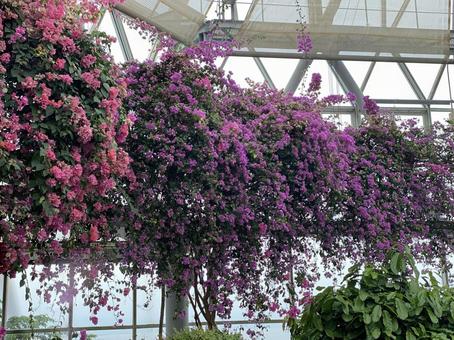 花 花の写真