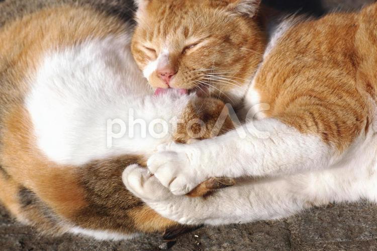 じゃれあう裏路地のノラ猫たち① ネコ,ノラ猫,茶トラ猫の写真素材