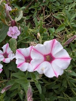 花 花の写真