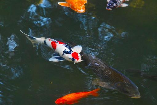 堀の池を泳ぐ綺麗なニシキゴイ 堀の池を泳ぐ綺麗なニシキゴイの写真
