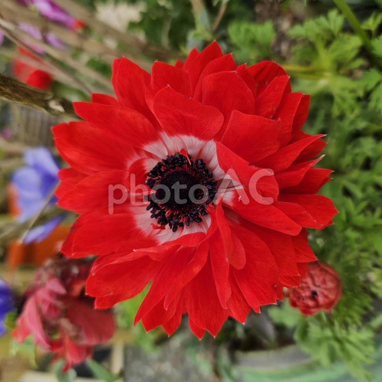アネモネ 花,春,アネモネの写真素材