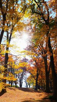 午前中_落ち葉の公園 午前,公園,縦型の写真素材