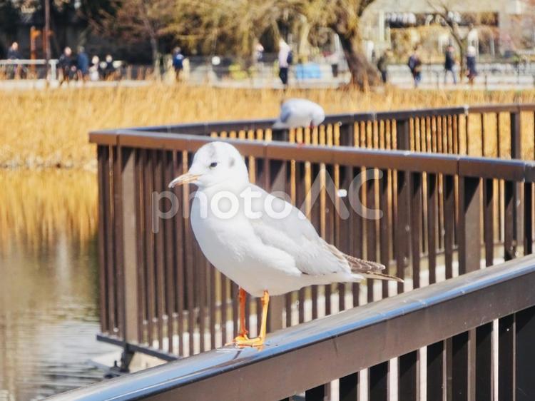 カモメと不忍池 鳥,カモメ,かもめの写真素材