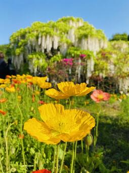 花 花,華,自然の写真素材