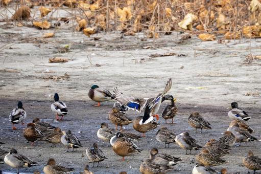 カモの群れ⑿ カモ,マガモ,オナガガモの写真素材