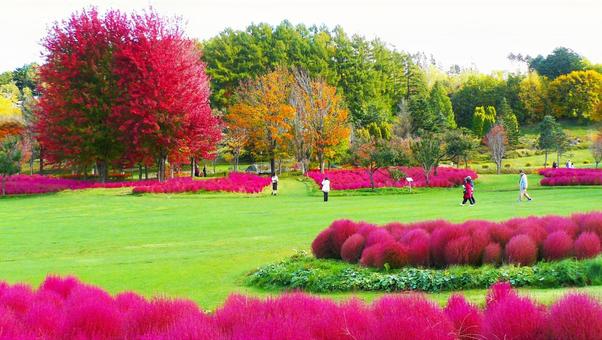 ゆにガーデンのコキア コキア,ゆにガーデン,赤いの写真素材