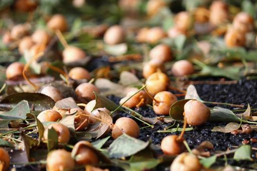 路面に落ちて臭う銀杏 銀杏,ギンナン,イチョウの写真素材