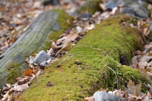 落ち葉と苔 自然,綺麗,山の写真素材