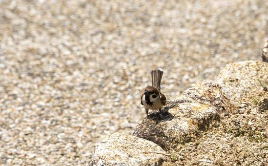 Photo, park, sparrow, stone, 