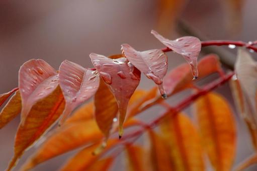 紅葉 水滴 紅葉 水滴の写真