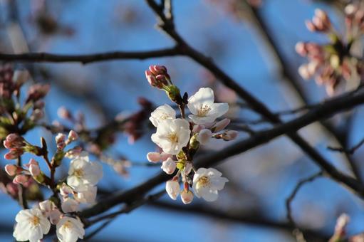 桜 桜の写真