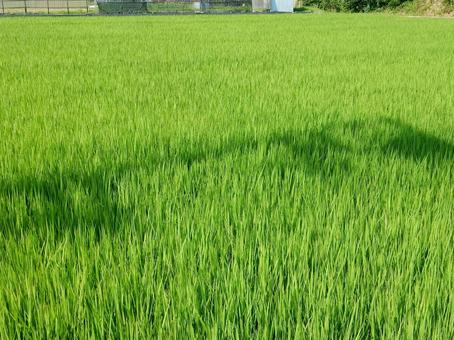 【風景写真】田んぼの風景 【風景写真】田んぼの風景 田んぼ,水田,田の写真素材
