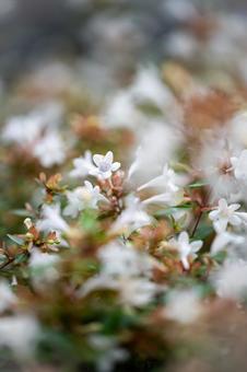 Photo, averia, flower, white, 