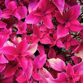 赤い葉 葉,自然,植物の写真素材