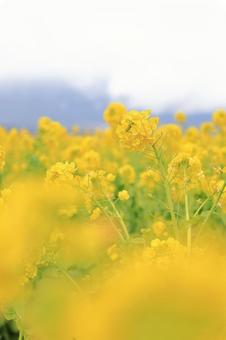 菜の花畑 菜の花畑の写真