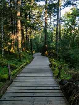 白駒の森 白駒池,カギカモジゴケ,北八ヶ岳の写真素材