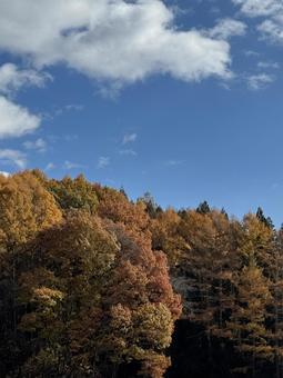 紅葉の終わり（長野県塩尻市） 紅葉,晩秋,秋の写真素材