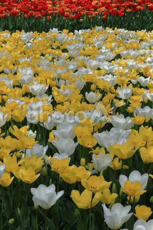色とりどりに咲き誇る赤白黄色 チューリップ,花,ユリ科の植物の写真素材