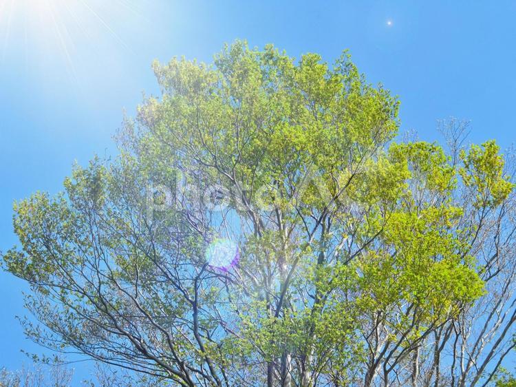 新緑の木と青空2 空,青空,日差しの写真素材