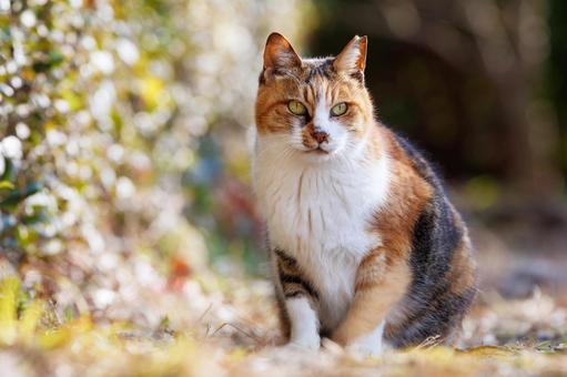 Stray cats in Osaka Castle Park, JPG