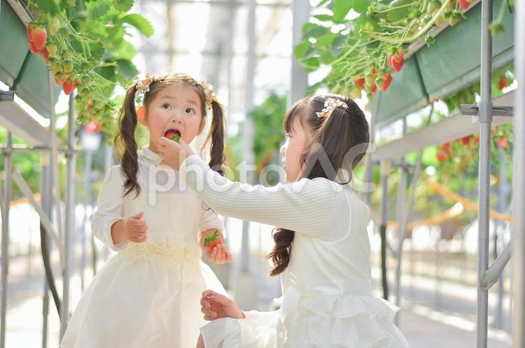 いちご狩りをする子供達 いちご狩り,いちご,姉妹の写真素材