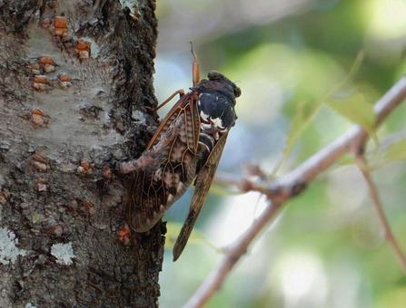 【昆虫写真】アブラゼミ(油蝉) 【昆虫写真】アブラゼミ(油蝉)の写真