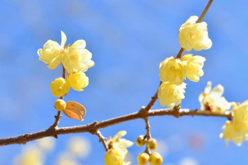 蝋梅の花の写真